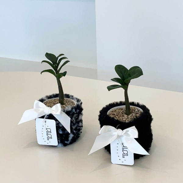 PLPL 미니 보석 금전수