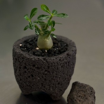 업플랜트 미니 바오밥 나무 석화 화산석화분
