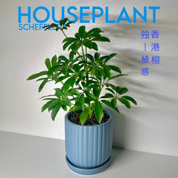 모노플랜트 홍콩야자