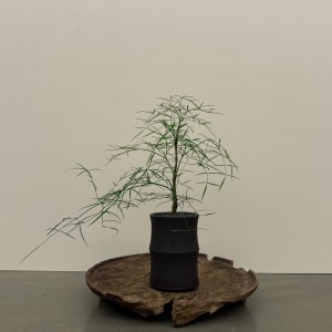 크리스토플랜트 오죽 (하이)