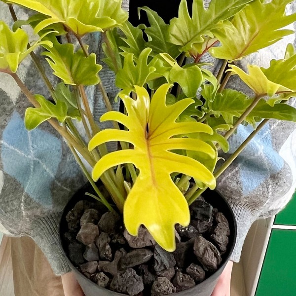 티에라 야광셀렘 형광셀렘 중형 감성화분 저면관수화분