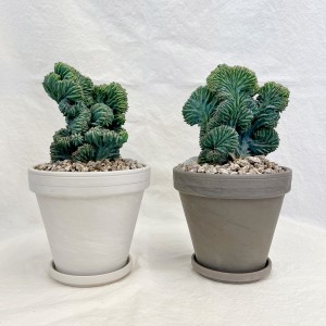 티에라 소장가치 있는 엘리트 용신목 철화 선인장 - 독일토분L 2color