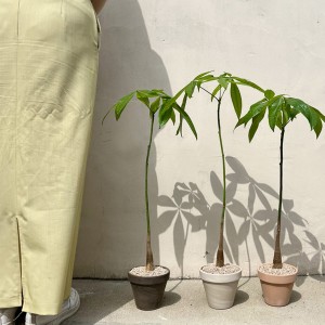티에라 키우기 쉬운 공기정화식물 키다리 파키라 -토분 3color