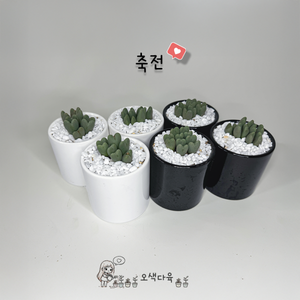 오색다육 축전