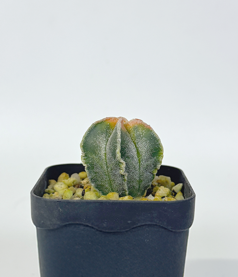 8842fd24c78607685c40c50bb5cd7f87_1764461331_4247.png 8842fd24c78607685c40c50bb5cd7f87_1764461331_4247.png