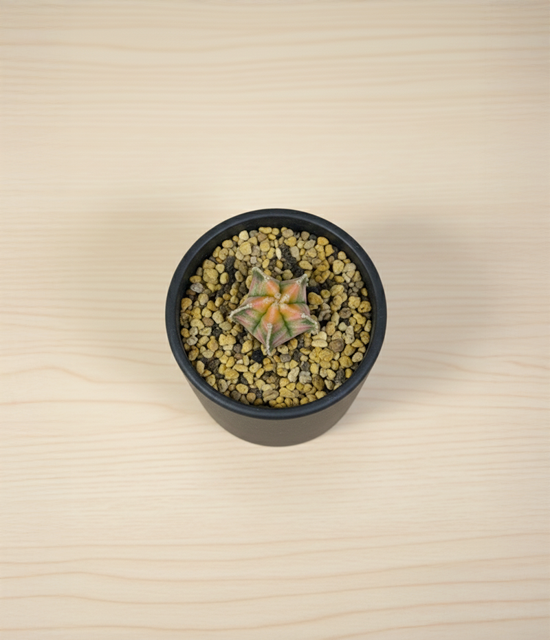 8842fd24c78607685c40c50bb5cd7f87_1764482702_8755.png 8842fd24c78607685c40c50bb5cd7f87_1764482702_8755.png