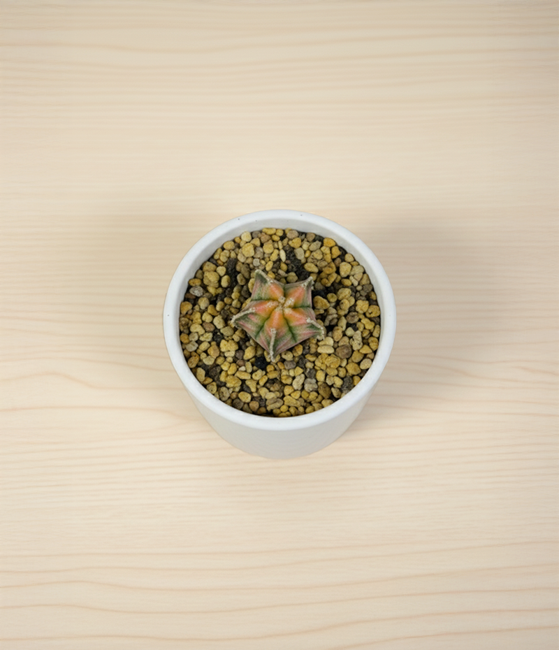 8842fd24c78607685c40c50bb5cd7f87_1764482702_9693.png 8842fd24c78607685c40c50bb5cd7f87_1764482702_9693.png