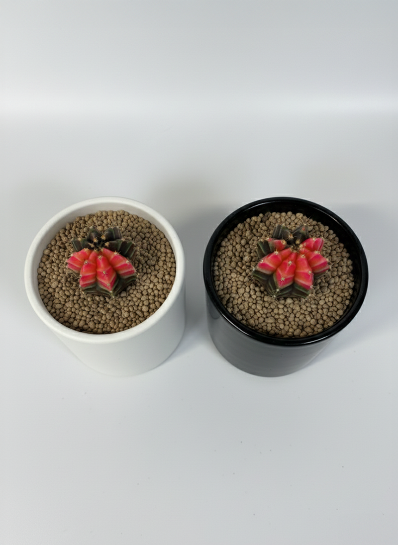 645ff55e94f4abb9485a3d062f804655_1765055563_3669.png 645ff55e94f4abb9485a3d062f804655_1765055563_3669.png