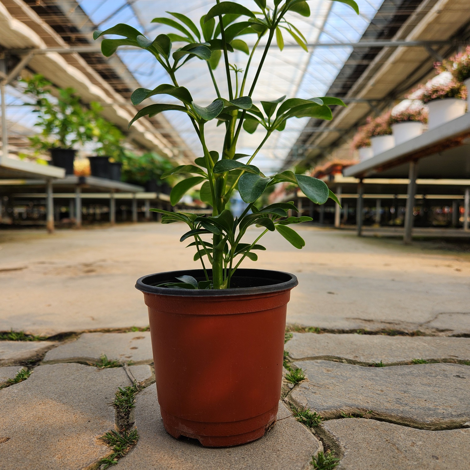 0c5c08ca4c9a27bf81b4672f13999eb3_1772104263_943.jpg 0c5c08ca4c9a27bf81b4672f13999eb3_1772104263_943.jpg