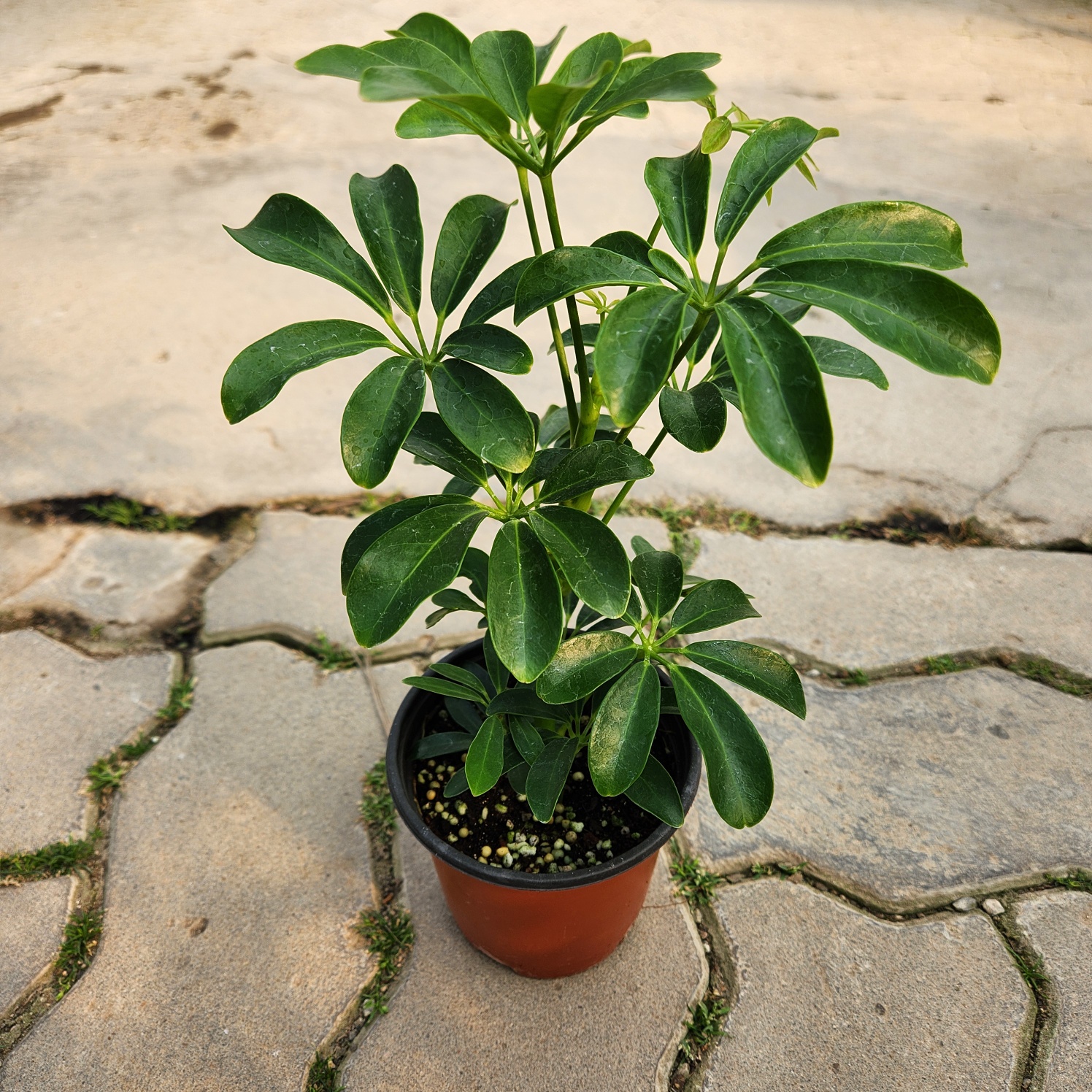 0c5c08ca4c9a27bf81b4672f13999eb3_1772104264_0619.jpg 0c5c08ca4c9a27bf81b4672f13999eb3_1772104264_0619.jpg