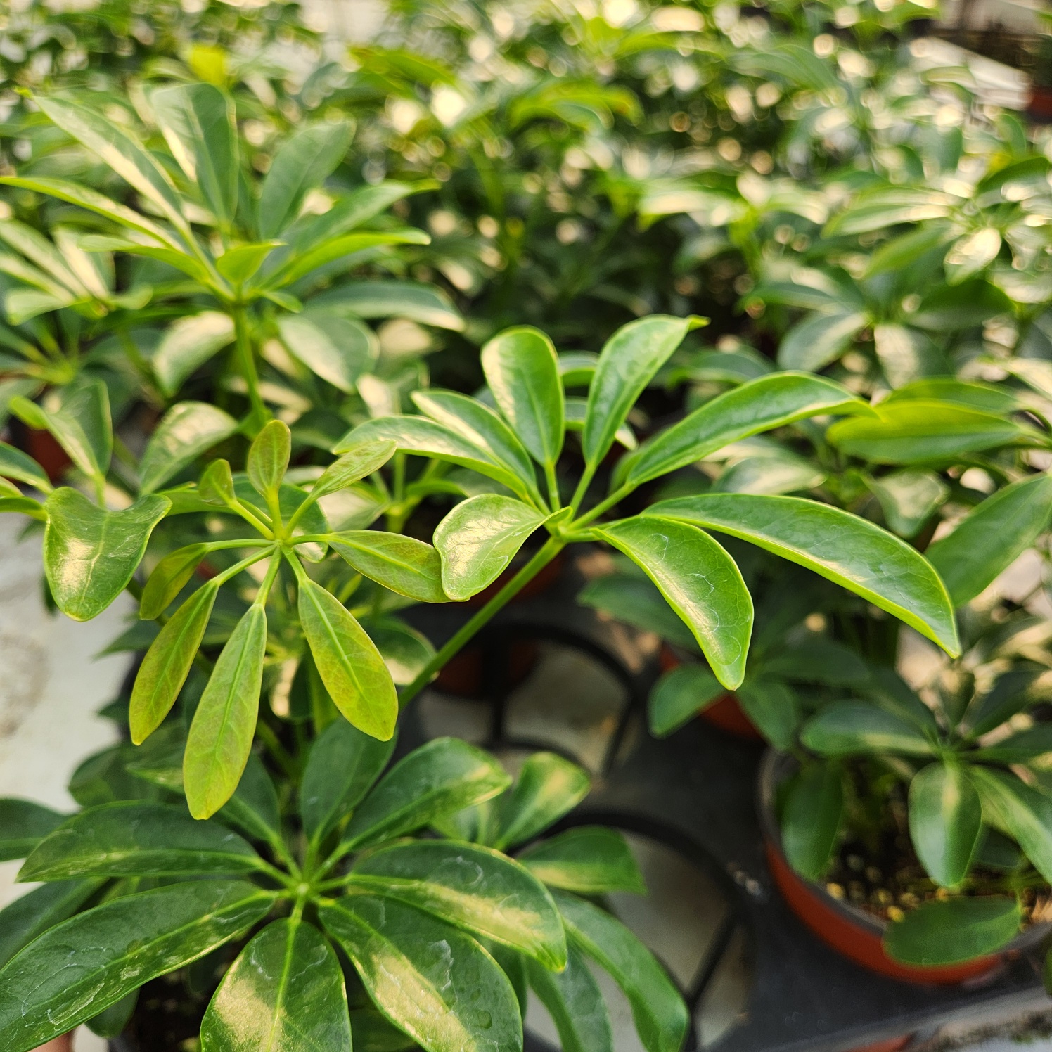 0c5c08ca4c9a27bf81b4672f13999eb3_1772104264_1802.jpg 0c5c08ca4c9a27bf81b4672f13999eb3_1772104264_1802.jpg