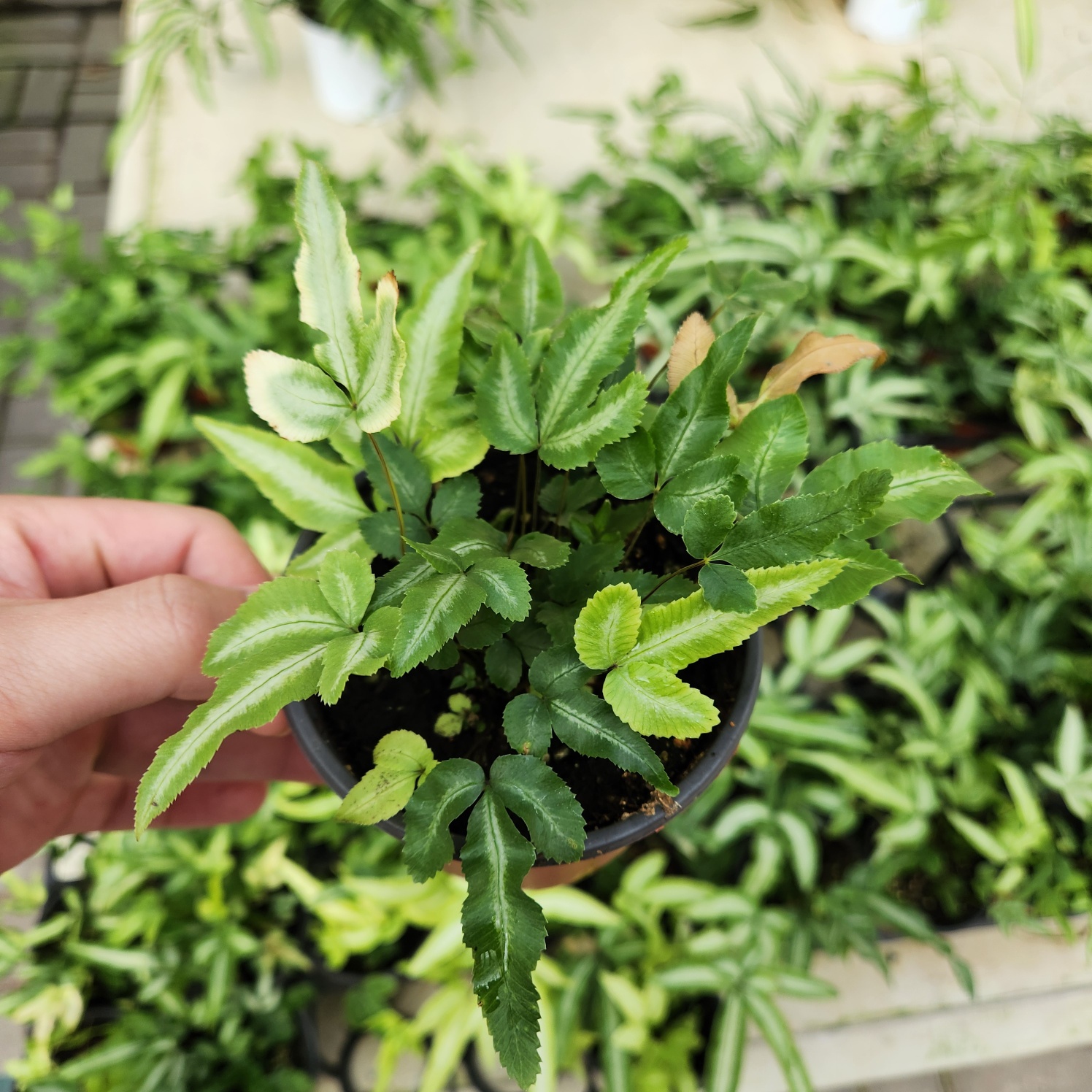 0c5c08ca4c9a27bf81b4672f13999eb3_1772104530_1768.jpg 0c5c08ca4c9a27bf81b4672f13999eb3_1772104530_1768.jpg