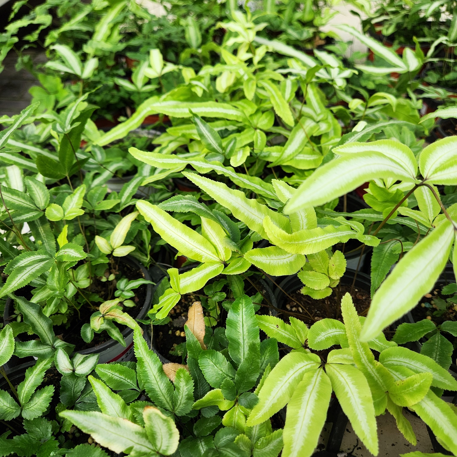 0c5c08ca4c9a27bf81b4672f13999eb3_1772104540_7966.jpg 0c5c08ca4c9a27bf81b4672f13999eb3_1772104540_7966.jpg