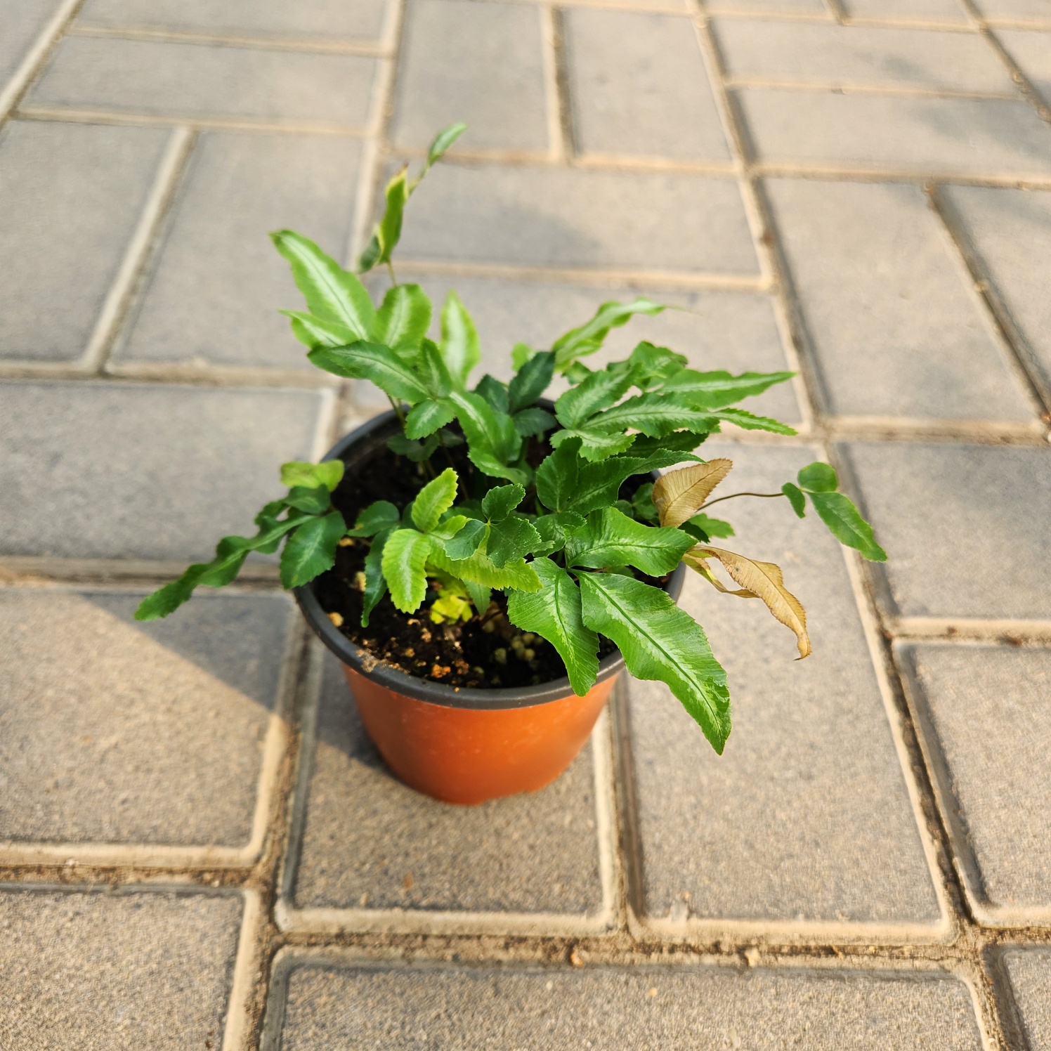 0c5c08ca4c9a27bf81b4672f13999eb3_1772104549_5803.jpg 0c5c08ca4c9a27bf81b4672f13999eb3_1772104549_5803.jpg