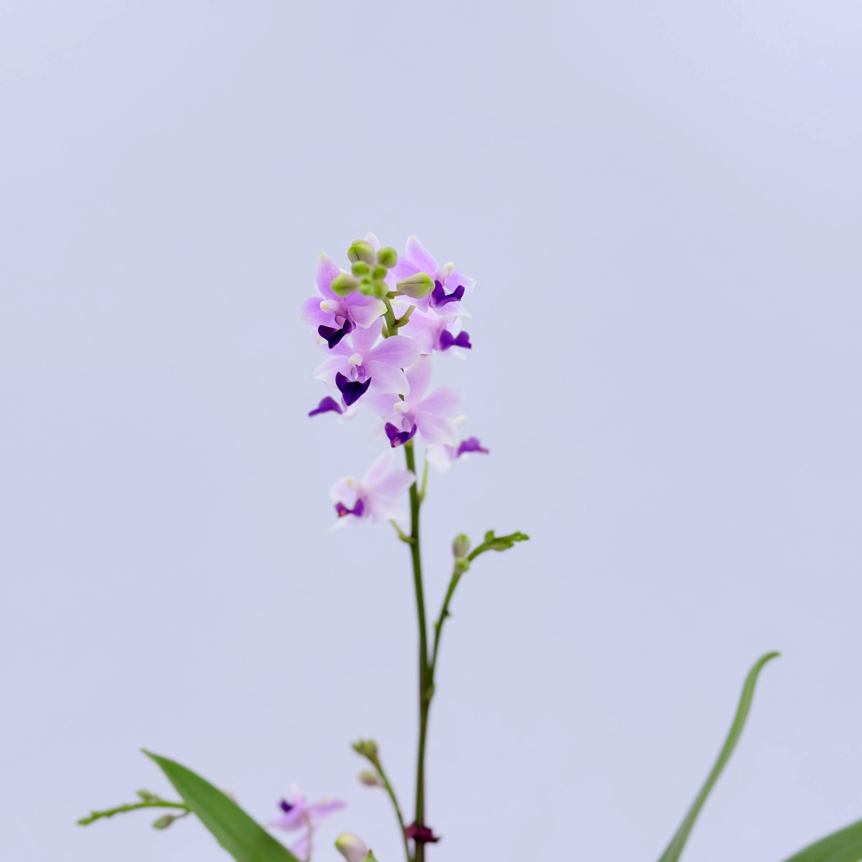 c974c28be2f0c2054ad24bcd529e5a27_1775878852_8172.jpg c974c28be2f0c2054ad24bcd529e5a27_1775878852_8172.jpg