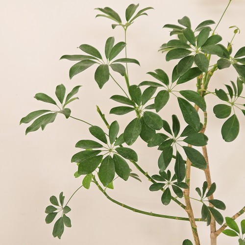 홍콩야자 대품_키우기 쉬운 식물_헤이리프