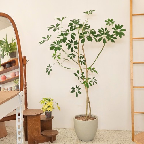 홍콩야자 대품_키우기 쉬운 식물_헤이리프