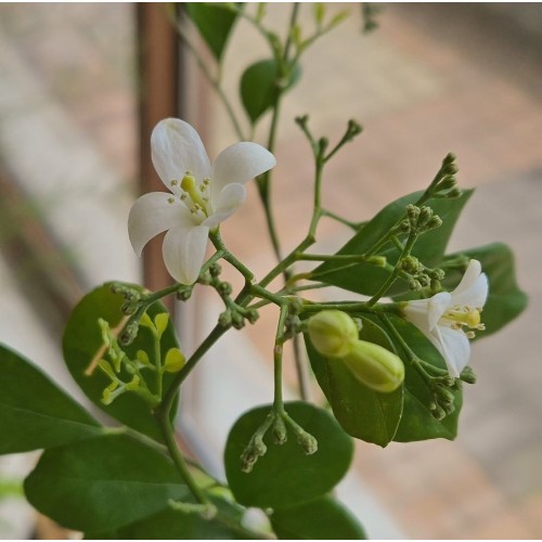 오렌지자스민 중대형_꽃과 열매가 맺히는 식물_헤이리프