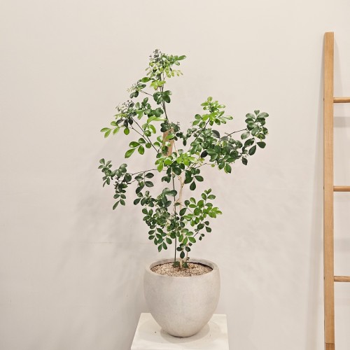 오렌지자스민 중대형_꽃과 열매가 맺히는 식물_헤이리프