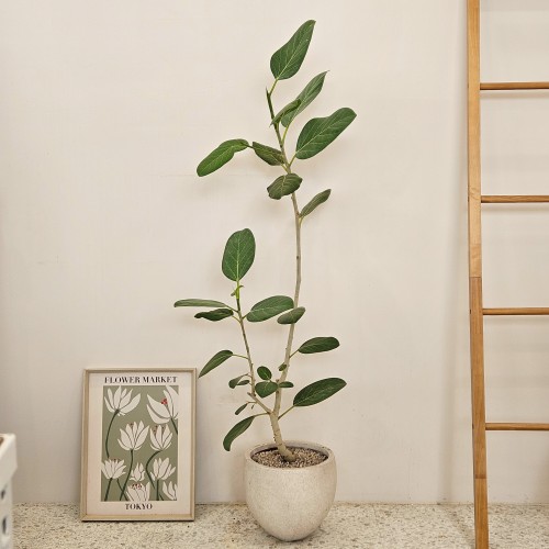 오드리고무나무(무지뱅갈고무나무)_고급스러운 식물_헤이리프