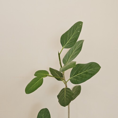 오드리고무나무(무지뱅갈고무나무)_고급스러운 식물_헤이리프