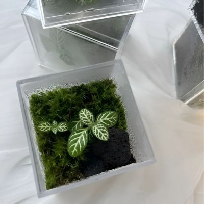 라라그레이스 픽셀테라리움