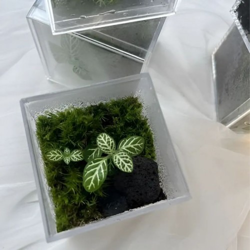 라라그레이스 픽셀테라리움