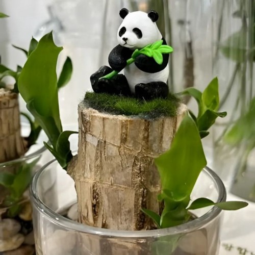 라라그레이스 팬더의 수경생활