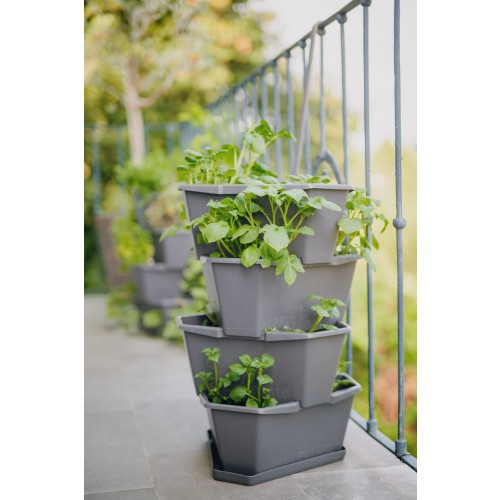 구스타 가든 PAUL POTATO(폴 포테이토)