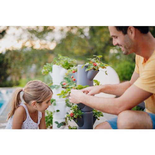 구스타 가든 SISSI STRAWBERRY(시씨 스트로베리), 딸기 화분, 수직형 화분