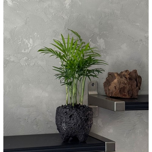 업플랜트 대나무숲 테이블야자 화산석화분