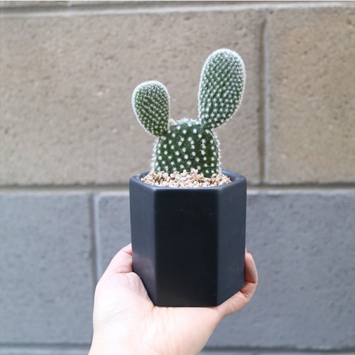 미니육각화분 모던 백도선 선인장 - 세라믹 2color