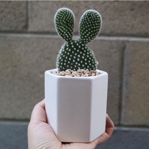 미니육각화분 모던 백도선 선인장 - 세라믹 2color