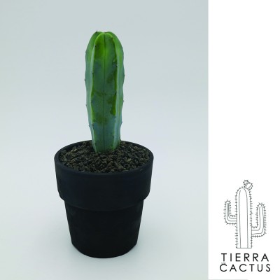 높이25cm 통통 건강한 용신목 선인장 - 토분 4type/세라믹2color