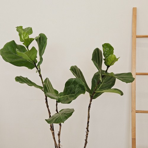 떡갈고무나무 대형_거실 인테리어 추천_헤이리프