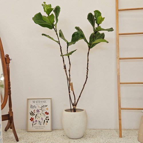 떡갈고무나무 대형_거실 인테리어 추천_헤이리프