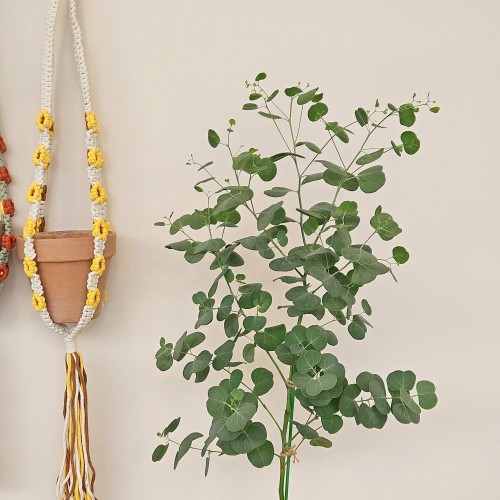 유칼립투스 폴리안 중품_향기나는 식물_헤이리프