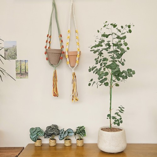 유칼립투스 폴리안 중품_향기나는 식물_헤이리프