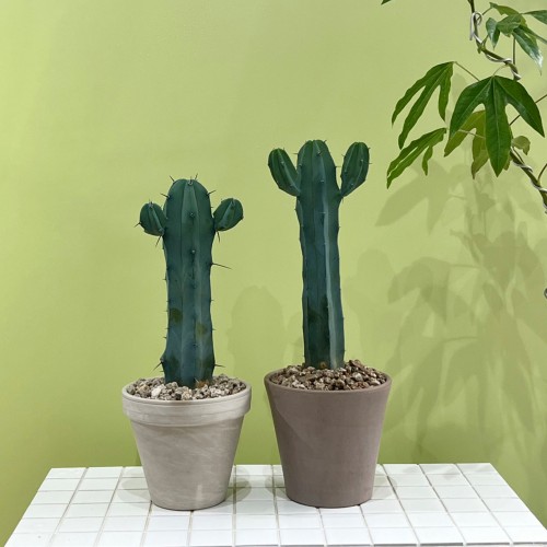 아미고 멕시코 중형 만세 용신목 선인장 -토분 3타입