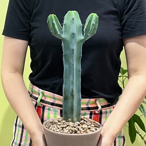 아미고 멕시코 중형 만세 용신목 선인장 -토분 3타입