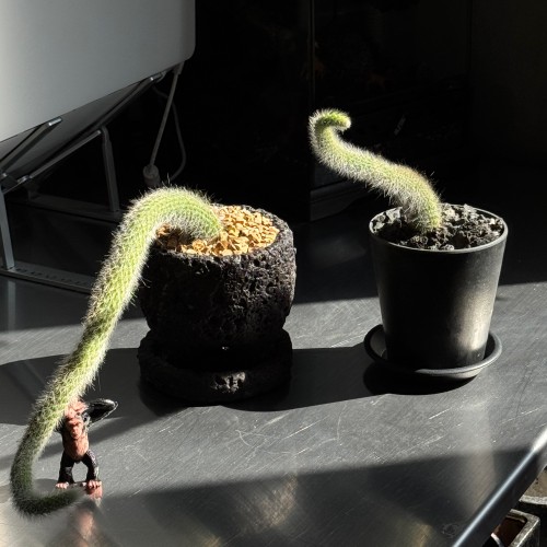 업플랜트 솜털같은 여우꼬리 선인장 화산석화분