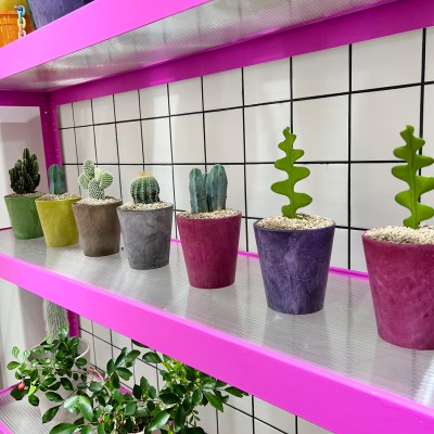 화분포함 완제품 알록달록 컬러팟에 담긴 귀요미 다육이 선인장 7종 - 컬러플분XS