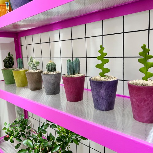 화분포함 완제품 알록달록 컬러팟에 담긴 귀요미 다육이 선인장 7종 - 컬러플분XS