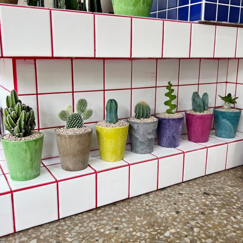 화분포함 완제품 알록달록 컬러팟에 담긴 귀요미 다육이 선인장 7종 - 컬러플분XS