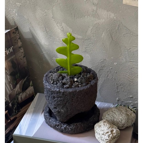 업플랜트 생선뼈 피시본 선인장 화산석화분