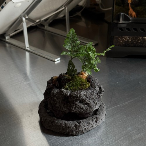 업플랜트 제주숲 후마타고사리 비단이끼 화산석화분