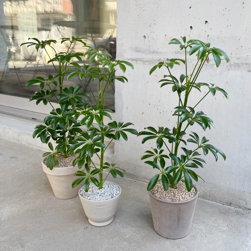 화분포함 완제품 우산모양 잎을가진 키우기 쉬운 공기정화식물 쉐프렐라 - 토분 3type