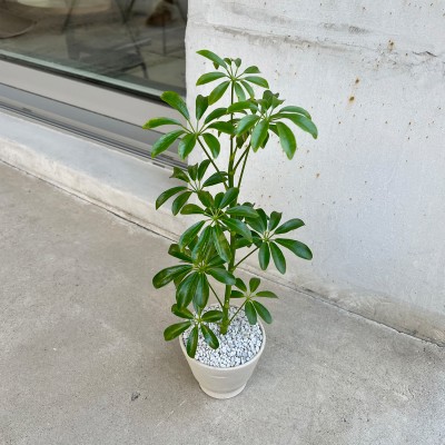 화분포함 완제품 우산모양 잎을가진 키우기 쉬운 공기정화식물 쉐프렐라 - 토분 3type