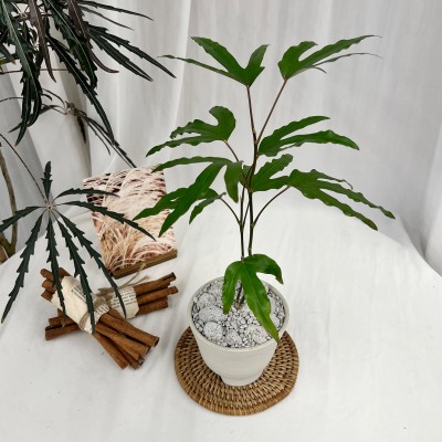 화분포함 완제품 인테리어 감성화분 분위기 있는 황칠나무 - 밀크 토분M