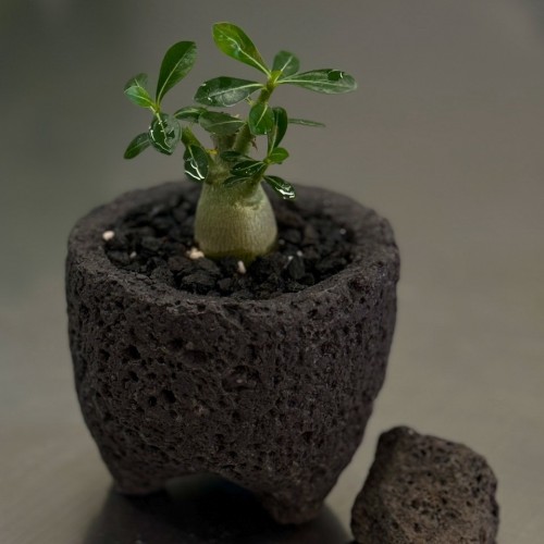 업플랜트 미니 바오밥 나무 석화 화산석화분